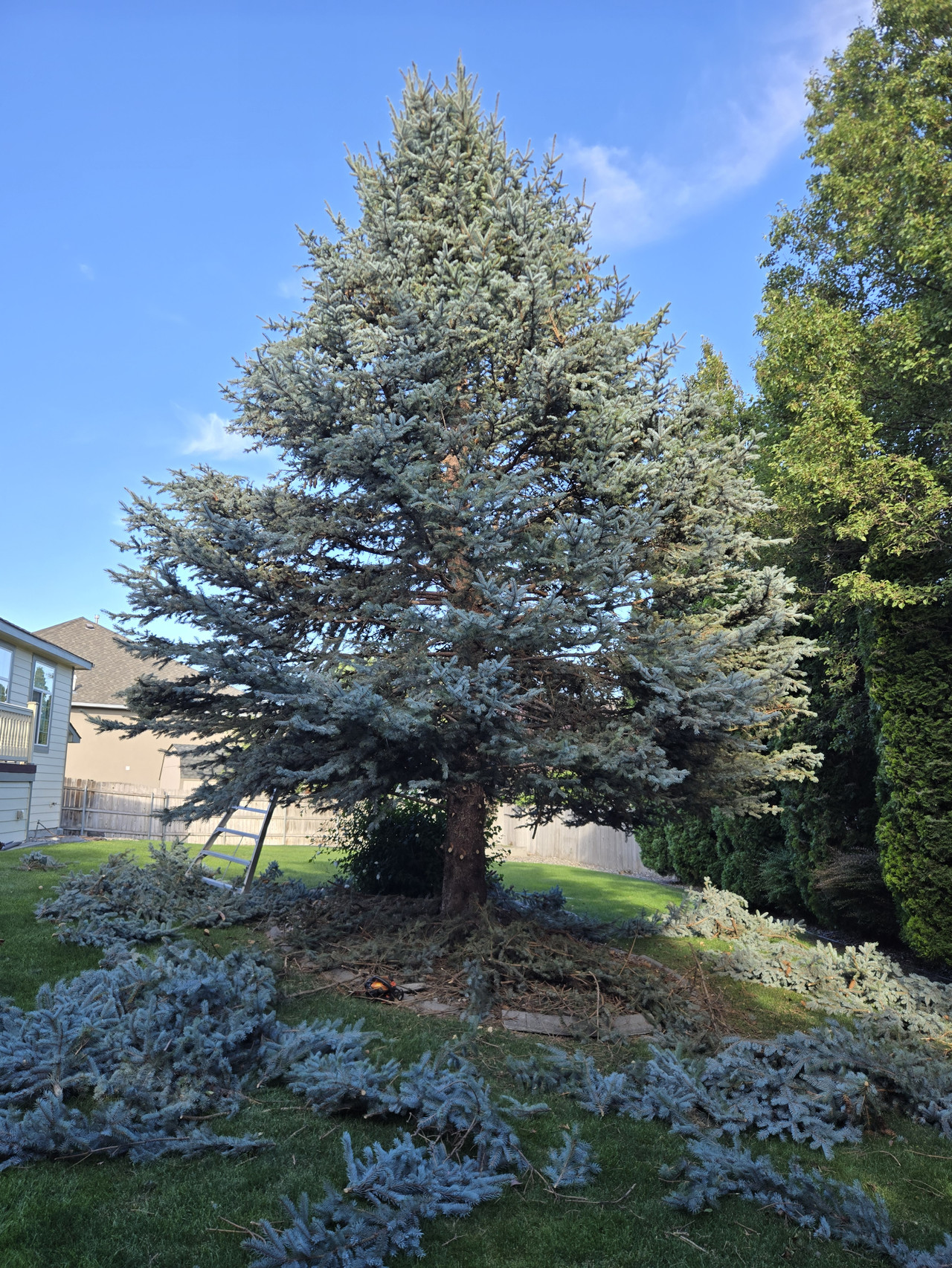 Blue spruce tree pruning