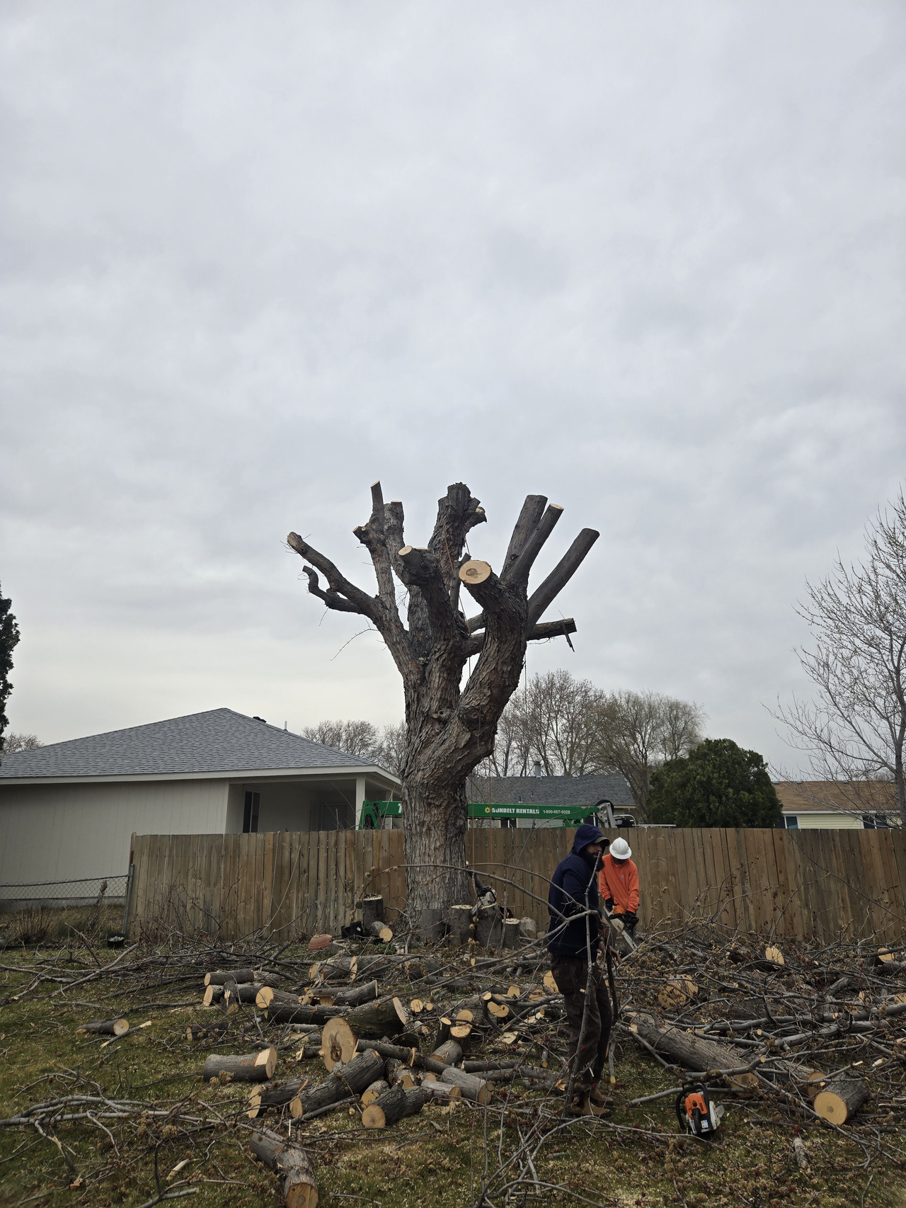 Tree removal in progress